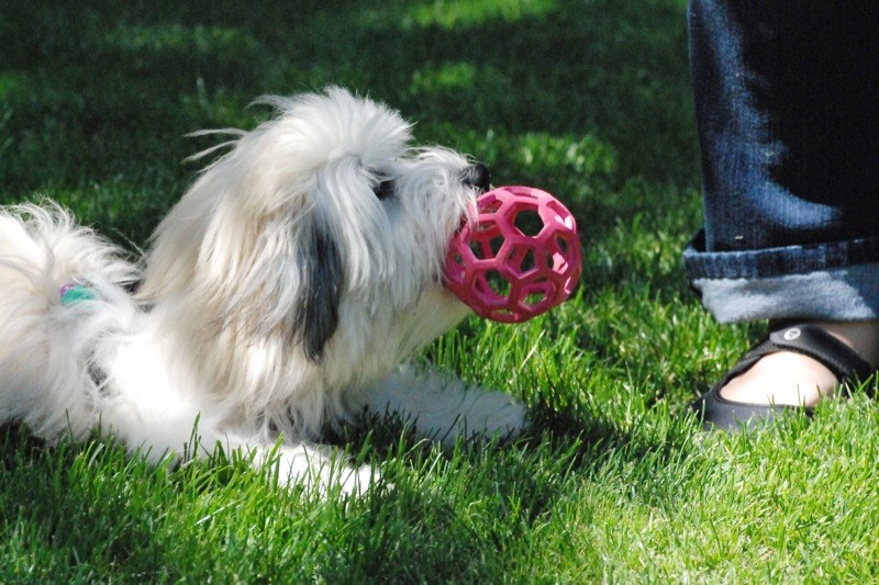 Éduquer coton de tulear